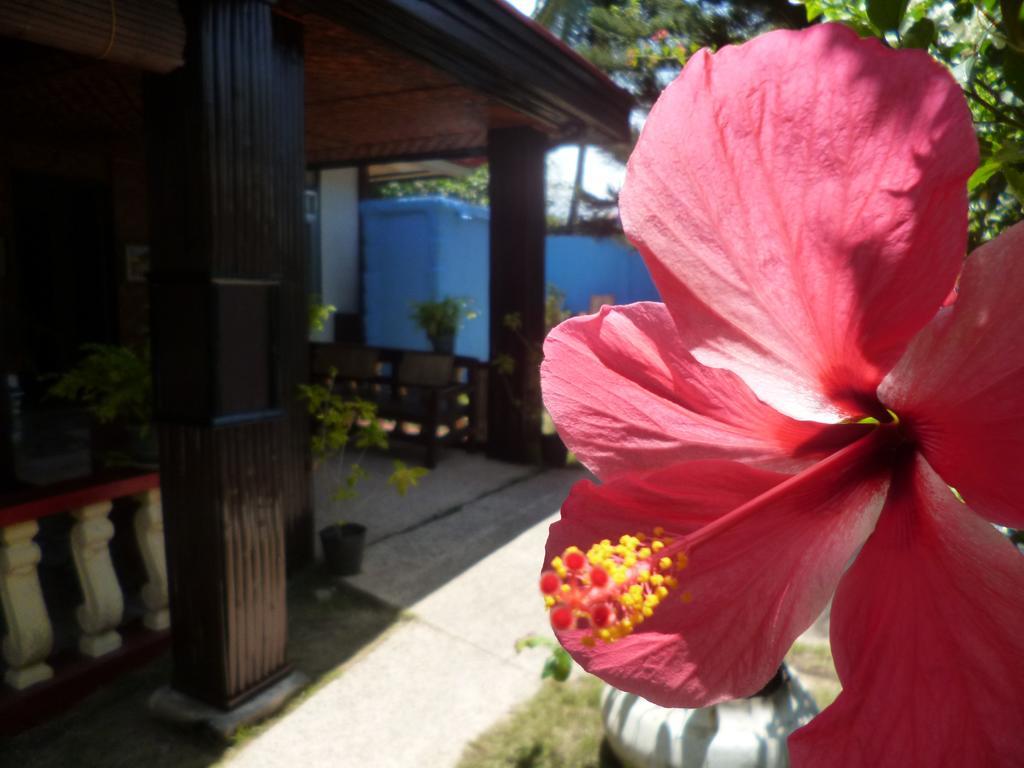 Casakeja Inn Panglao Exterior photo