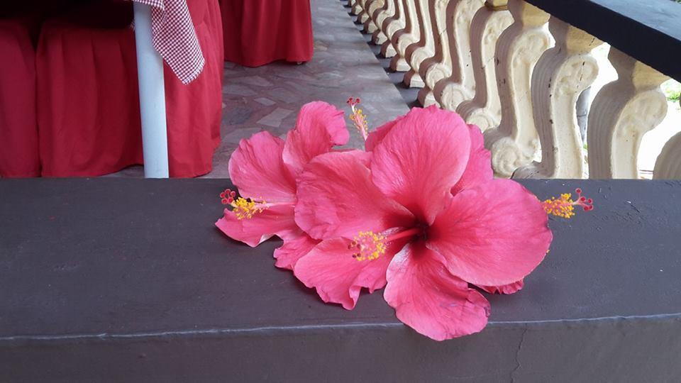 Casakeja Inn Panglao Exterior photo